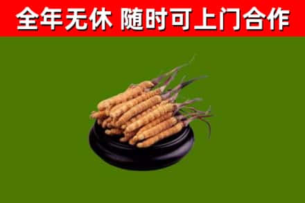 水城区回收散虫草