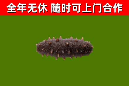 水城区回收海参干